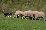 BORDER COLLIE - MOUTONS 105